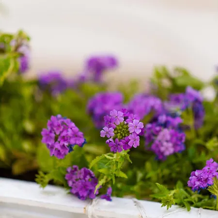 Appartamento Voltebianche Martina Franca